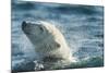 Polar Bear Swimming in Hudson Bay, Nunavut, Canada-Paul Souders-Mounted Photographic Print