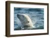 Polar Bear Swimming in Hudson Bay, Nunavut, Canada-Paul Souders-Framed Photographic Print