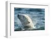 Polar Bear Swimming in Hudson Bay, Nunavut, Canada-Paul Souders-Framed Photographic Print