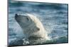 Polar Bear Swimming in Hudson Bay, Nunavut, Canada-Paul Souders-Mounted Photographic Print