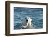 Polar Bear Swimming in Hudson Bay, Nunavut, Canada-Paul Souders-Framed Photographic Print