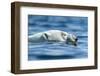 Polar Bear Swimming in Hudson Bay, Nunavut, Canada-Paul Souders-Framed Photographic Print