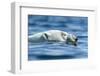 Polar Bear Swimming in Hudson Bay, Nunavut, Canada-Paul Souders-Framed Photographic Print