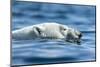 Polar Bear Swimming in Hudson Bay, Nunavut, Canada-Paul Souders-Mounted Photographic Print