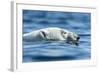 Polar Bear Swimming in Hudson Bay, Nunavut, Canada-Paul Souders-Framed Photographic Print