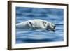 Polar Bear Swimming in Hudson Bay, Nunavut, Canada-Paul Souders-Framed Photographic Print