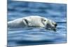 Polar Bear Swimming in Hudson Bay, Nunavut, Canada-Paul Souders-Mounted Photographic Print