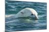 Polar Bear Swimming in Hudson Bay, Nunavut, Canada-Paul Souders-Mounted Photographic Print