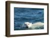 Polar Bear Swimming in Hudson Bay, Nunavut, Canada-Paul Souders-Framed Photographic Print