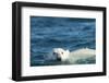 Polar Bear Swimming in Hudson Bay, Nunavut, Canada-Paul Souders-Framed Photographic Print