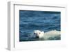 Polar Bear Swimming in Hudson Bay, Nunavut, Canada-Paul Souders-Framed Photographic Print