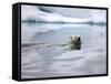Polar Bear Swimming in Svalbard Islands-Paul Souders-Framed Stretched Canvas