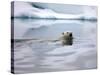 Polar Bear Swimming in Svalbard Islands-Paul Souders-Stretched Canvas