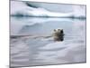 Polar Bear Swimming in Svalbard Islands-Paul Souders-Mounted Photographic Print