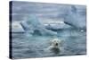 Polar Bear Swimming Near Melting Iceberg Near Harbor Islands,Canada-Paul Souders-Stretched Canvas