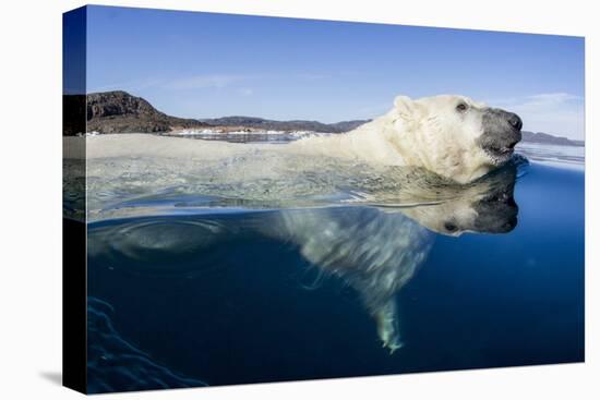 Polar Bear Swimming, Nunavut, Canada-Paul Souders-Stretched Canvas