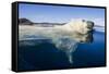 Polar Bear Swimming, Nunavut, Canada-Paul Souders-Framed Stretched Canvas