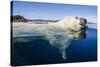 Polar Bear Swimming, Nunavut, Canada-Paul Souders-Stretched Canvas