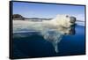Polar Bear Swimming, Nunavut, Canada-Paul Souders-Framed Stretched Canvas