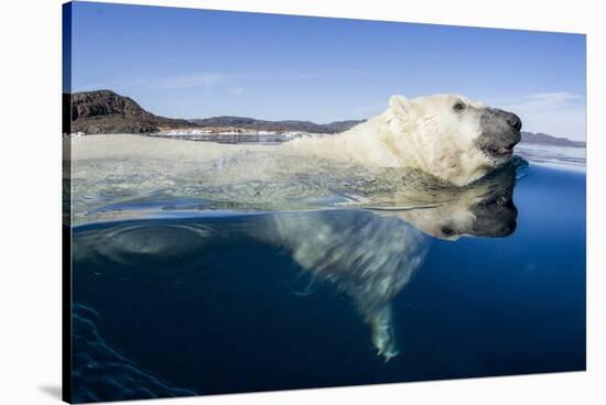 Polar Bear Swimming, Nunavut, Canada-Paul Souders-Stretched Canvas