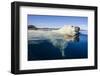 Polar Bear Swimming, Nunavut, Canada-Paul Souders-Framed Photographic Print