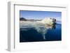 Polar Bear Swimming, Nunavut, Canada-Paul Souders-Framed Photographic Print