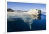 Polar Bear Swimming, Nunavut, Canada-Paul Souders-Framed Photographic Print