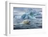 Polar Bear Swimming Past Melting Iceberg Near Harbor Islands,Canada-Paul Souders-Framed Photographic Print