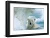 Polar Bear Swimming Through Melting Sea Ice Near Harbor Islands,Canada-Paul Souders-Framed Photographic Print