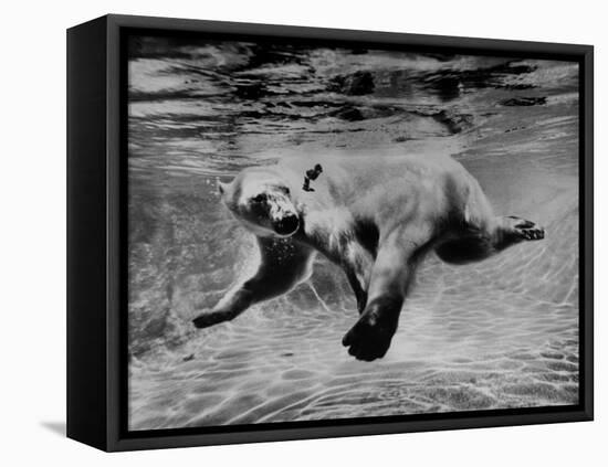 Polar Bear Swimming Underwater at London Zoo-Terence Spencer-Framed Stretched Canvas