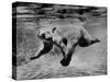 Polar Bear Swimming Underwater at London Zoo-Terence Spencer-Stretched Canvas