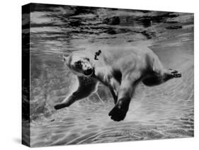 Polar Bear Swimming Underwater at London Zoo-Terence Spencer-Stretched Canvas