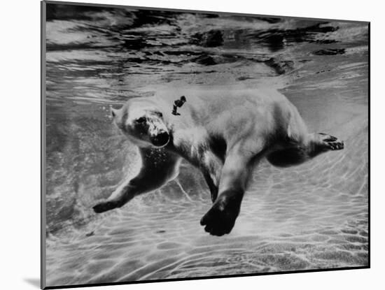 Polar Bear Swimming Underwater at London Zoo-Terence Spencer-Mounted Photographic Print