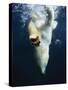 Polar Bear Swimming-Stuart Westmorland-Stretched Canvas