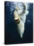 Polar Bear Swimming-Stuart Westmorland-Stretched Canvas