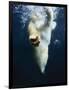 Polar Bear Swimming-Stuart Westmorland-Framed Photographic Print