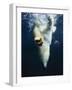 Polar Bear Swimming-Stuart Westmorland-Framed Photographic Print