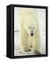 Polar Bear (Thalarctos Maritimus), Churchill, Manitoba, Canada, North America-James Hager-Framed Stretched Canvas