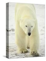 Polar Bear (Thalarctos Maritimus), Churchill, Manitoba, Canada, North America-James Hager-Stretched Canvas