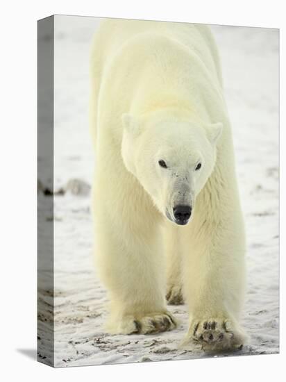 Polar Bear (Thalarctos Maritimus), Churchill, Manitoba, Canada, North America-James Hager-Stretched Canvas