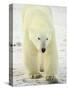 Polar Bear (Thalarctos Maritimus), Churchill, Manitoba, Canada, North America-James Hager-Stretched Canvas