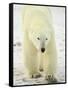 Polar Bear (Thalarctos Maritimus), Churchill, Manitoba, Canada, North America-James Hager-Framed Stretched Canvas