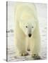 Polar Bear (Thalarctos Maritimus), Churchill, Manitoba, Canada, North America-James Hager-Stretched Canvas