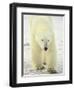 Polar Bear (Thalarctos Maritimus), Churchill, Manitoba, Canada, North America-James Hager-Framed Photographic Print