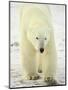 Polar Bear (Thalarctos Maritimus), Churchill, Manitoba, Canada, North America-James Hager-Mounted Photographic Print