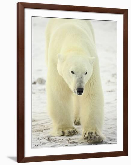 Polar Bear (Thalarctos Maritimus), Churchill, Manitoba, Canada, North America-James Hager-Framed Photographic Print