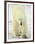 Polar Bear (Thalarctos Maritimus), Churchill, Manitoba, Canada, North America-James Hager-Framed Photographic Print