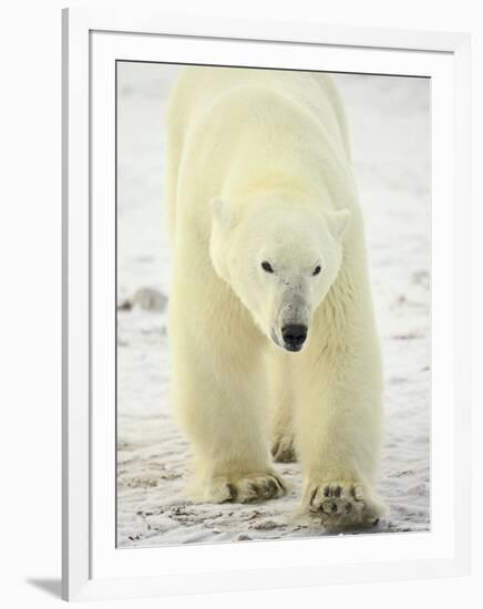 Polar Bear (Thalarctos Maritimus), Churchill, Manitoba, Canada, North America-James Hager-Framed Photographic Print