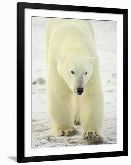 Polar Bear (Thalarctos Maritimus), Churchill, Manitoba, Canada, North America-James Hager-Framed Photographic Print