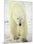 Polar Bear (Thalarctos Maritimus), Churchill, Manitoba, Canada, North America-James Hager-Mounted Photographic Print